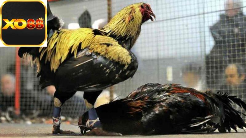 Khái niệm về cá cược đá gà