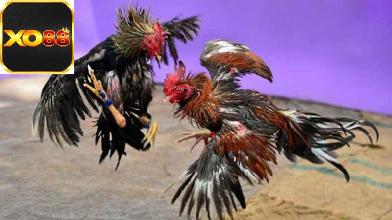 Đặc điểm nổi bật của cá cược đá gà