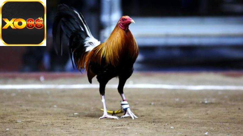 Sự phát triển vượt bậc của các nền tảng trực tuyến