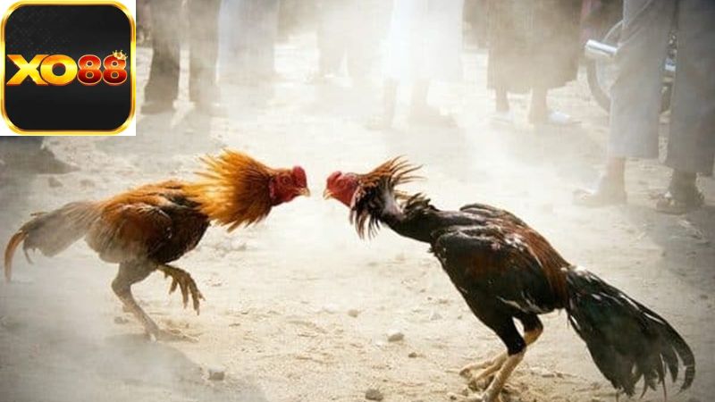 Giới thiệu về đá gà Thomo