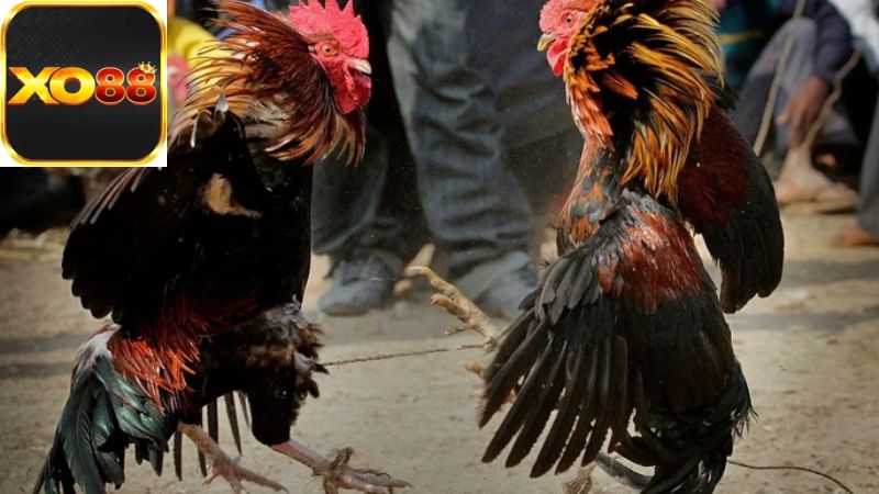 Địa điểm tổ chức đá gà Thomo