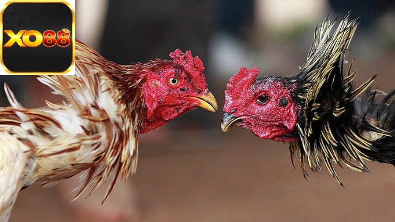 Lịch Sử và Phát Triển Của Đấu Gà Chọi