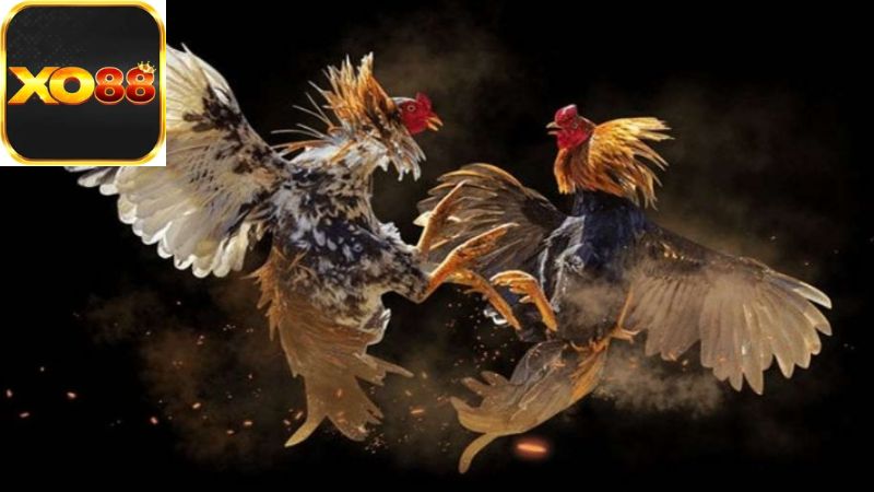 Văn Hóa và Tinh Thần Của Đấu Gà Chọi