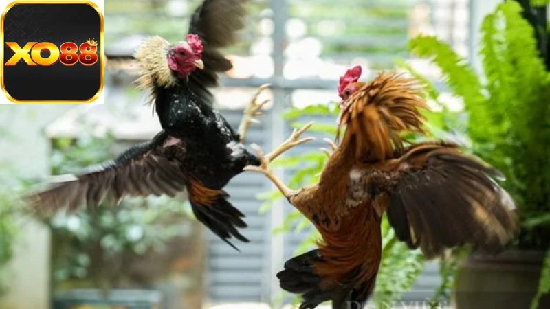 Thách Thức và Tương Lai Của Đấu Gà Chọi