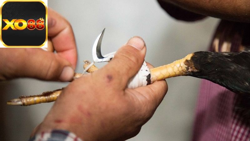 Mục đích của việc ban hành luật lệ trong trò chơi này