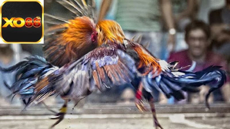 Khái Niệm Cơ Bản Về Đá Gà Cựa Sắt