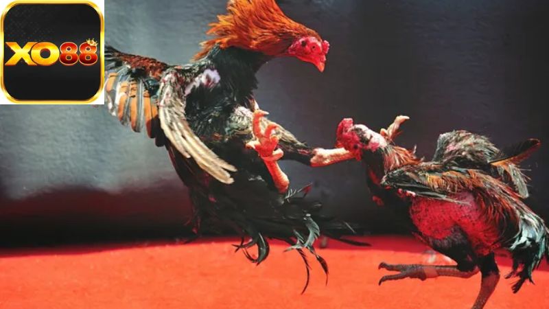 Các Quy Tắc Chính Trong Đá Gà Cựa Sắt