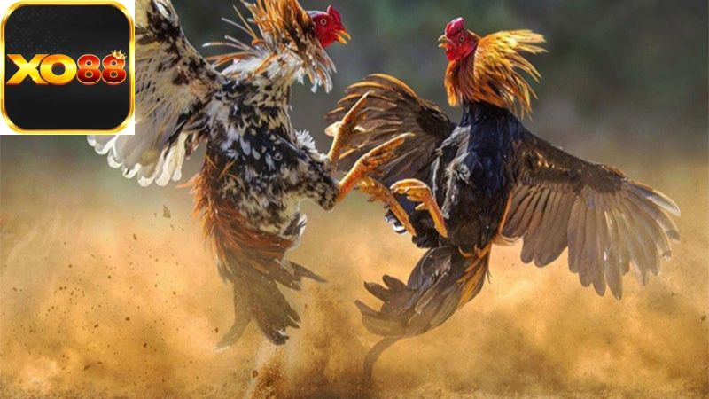 Tầm Quan Trọng Và Ý Nghĩa Văn Hóa