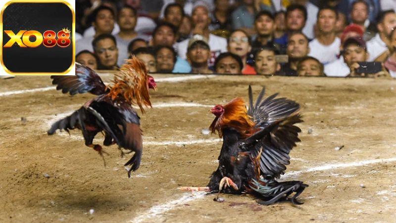 Khái Niệm Về Đá Gà Thomo