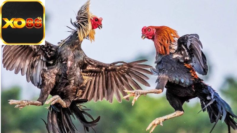 Các Quy Tắc Căn Bản Trong Đá Gà Thomo