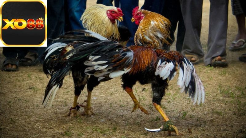 Kích Thước và Đặc Điểm Của Trường Gà Thomo