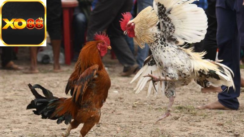 Giới thiệu về luật đá gà trực tiếp