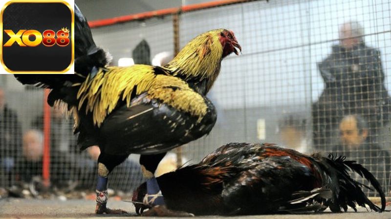 Các quy tắc cơ bản trong luật đá gà trực tiếp