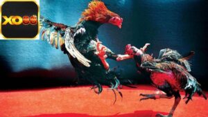 luat-da-ga-truc-tiep