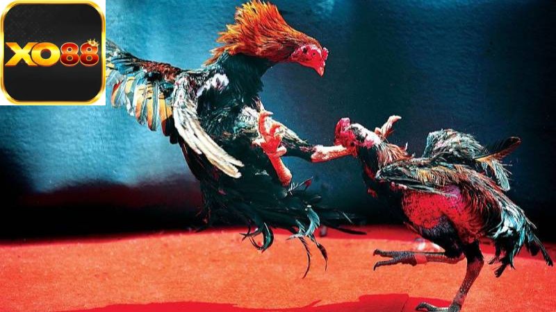 luat-da-ga-truc-tiep