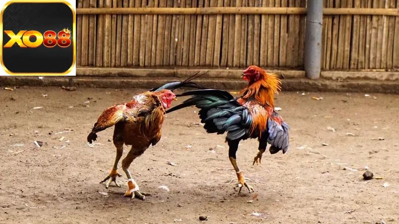 Khái quát về hoạt động nuôi gà đá trong văn hóa Việt Nam