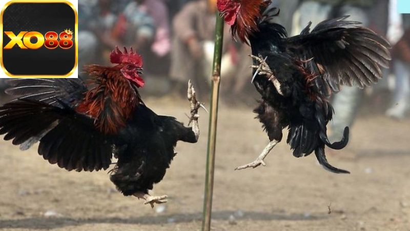 Khía cạnh pháp lý của việc nuôi gà đá