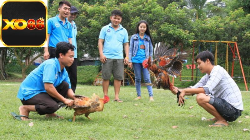 Những hệ lụy từ việc nuôi gà đá nếu không tuân thủ quy định pháp luật