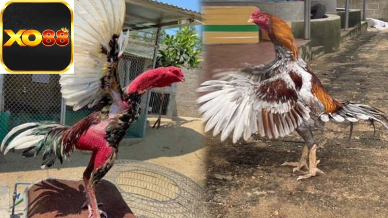 nuoi-ga-da-co-pham-luat