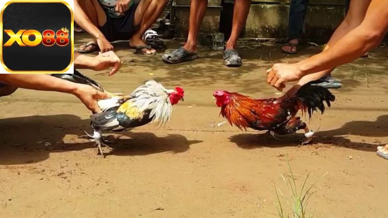 Wala là gì trong đá gà?