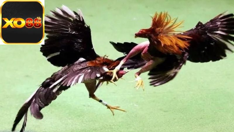 Ý nghĩa văn hóa của Wala trong cộng đồng đá gà