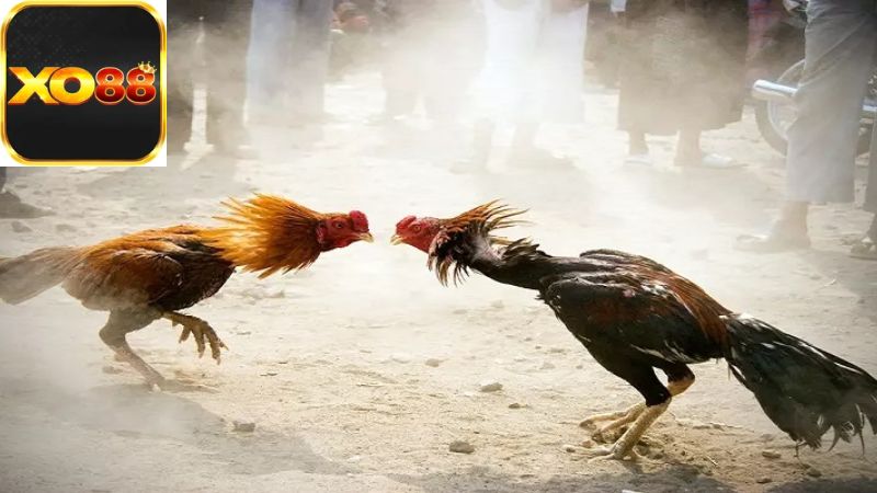 Chiến lược đặt cược khi chọn Wala