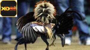 wala-la-gi-trong-da-ga