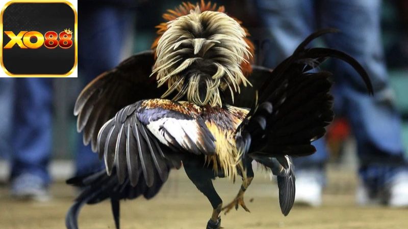 wala-la-gi-trong-da-ga